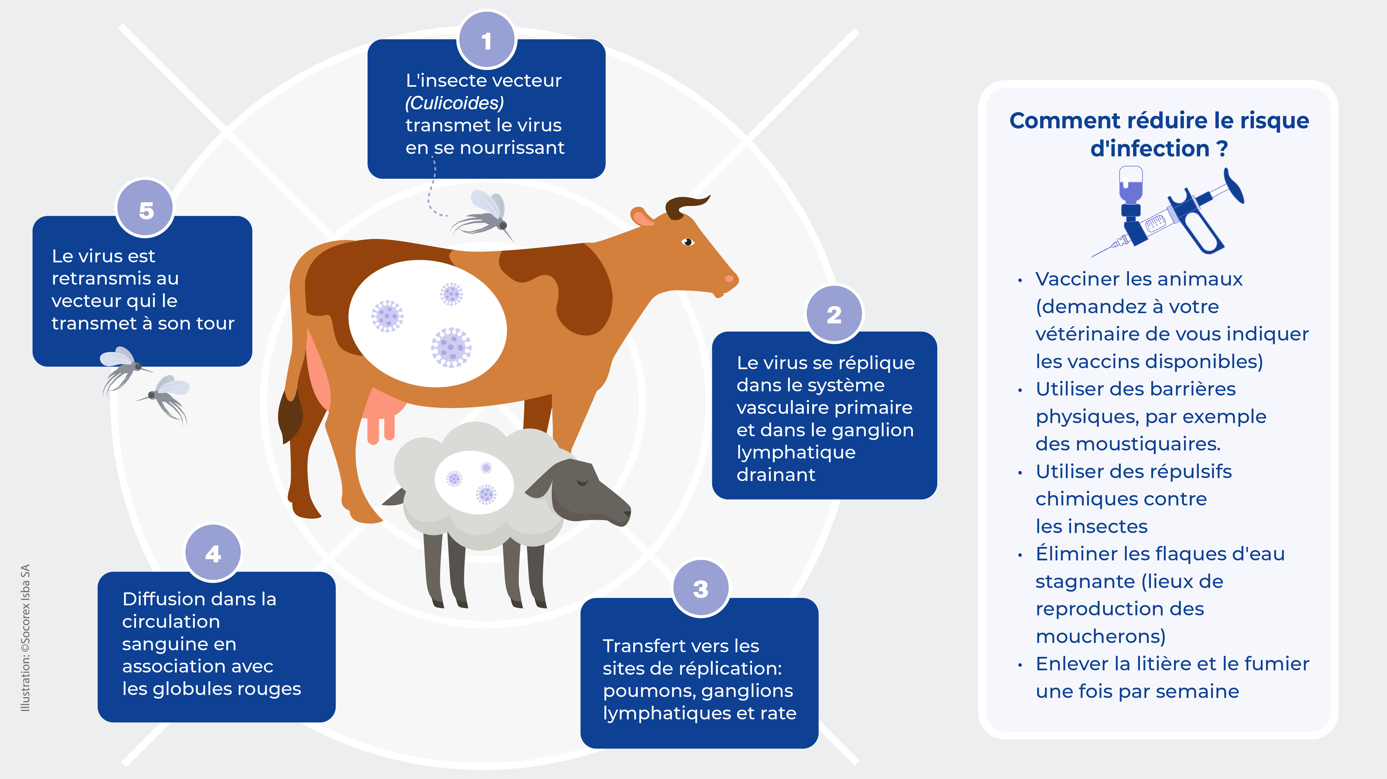 Qu'est-ce que la maladie de la langue bleue et quelles en sont les causes ?