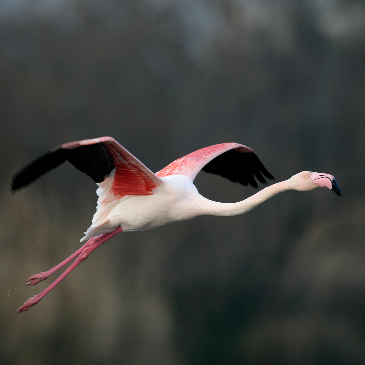 Flamant rose small