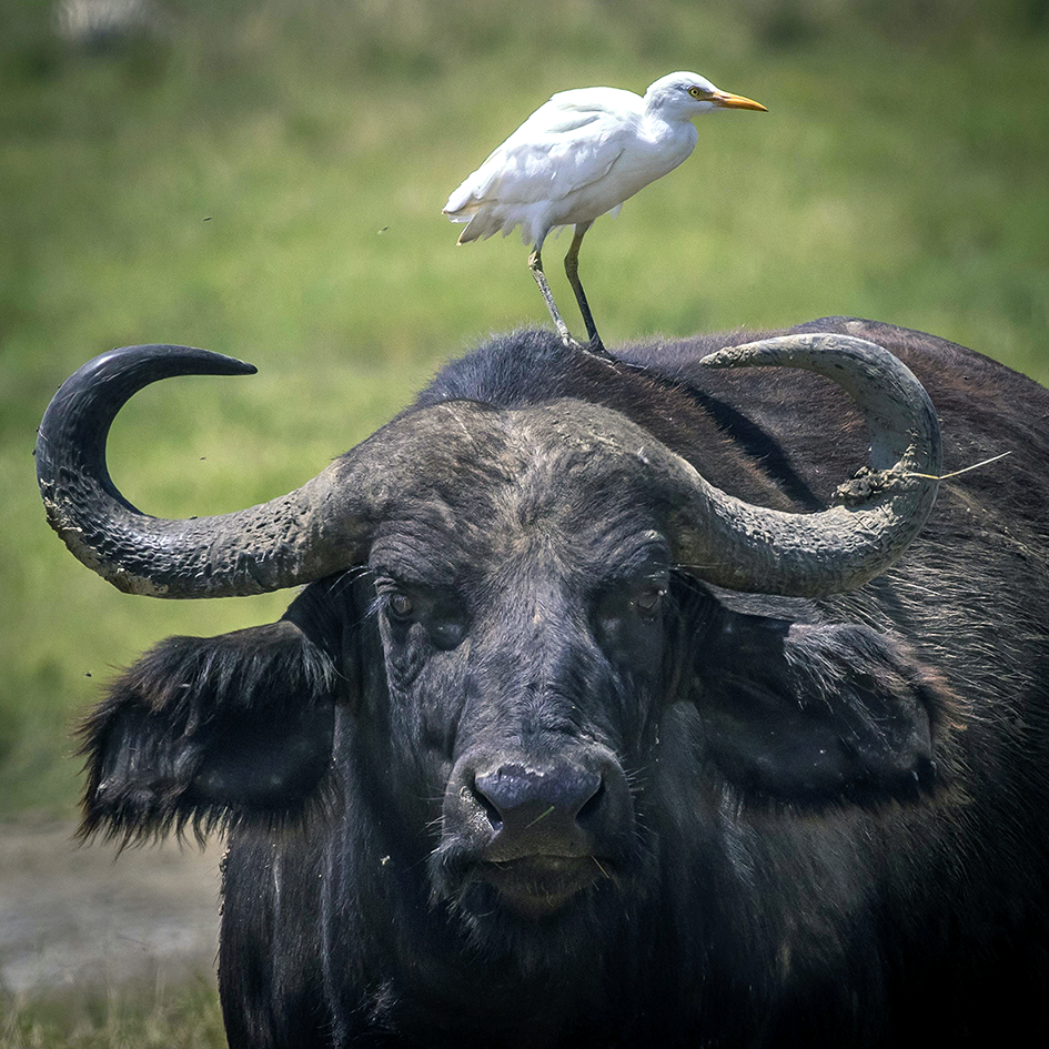Guardabuoi Kenya Lake Nakuru