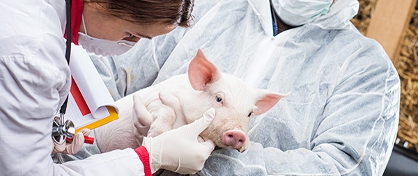 Tiergesundheitsspritzen