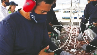 Bringing medical-grade precision to fish vaccination