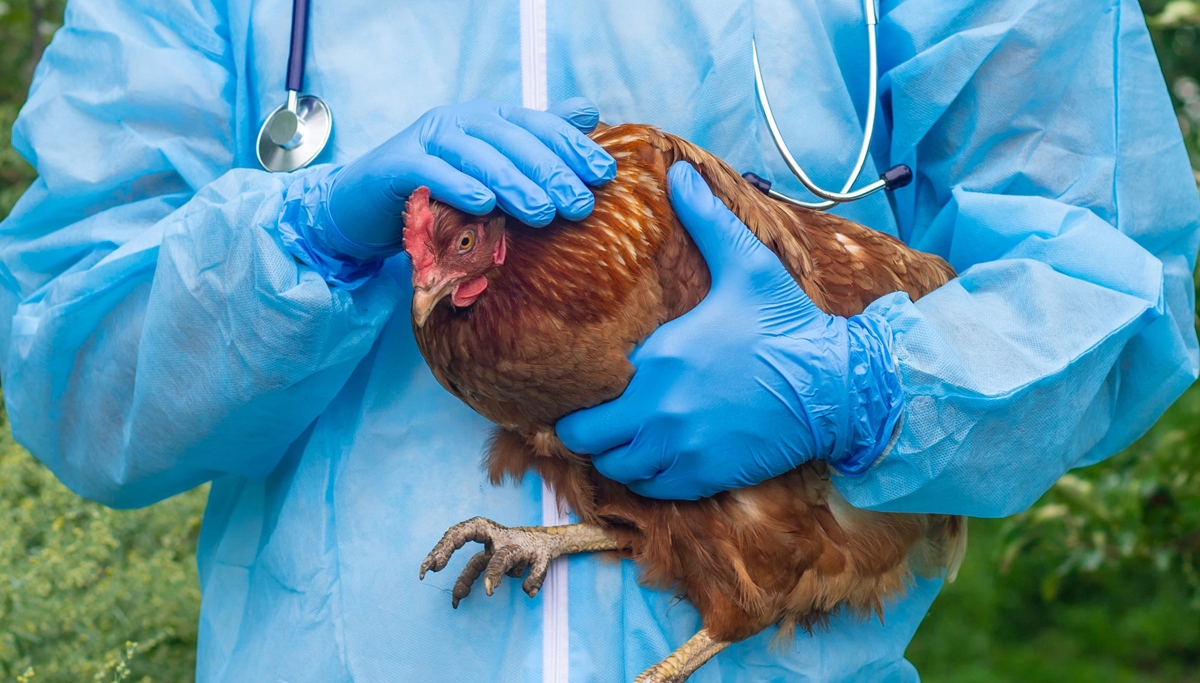 From crisis to strategy: how are we responding to avian influenza in 2026?